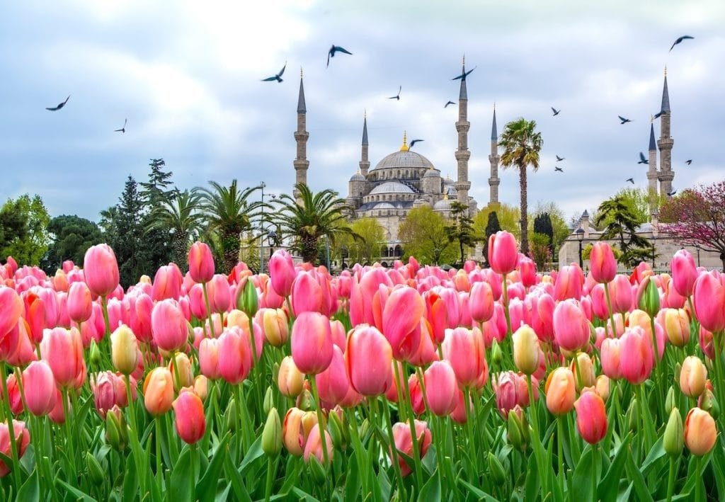 Colorful tulips in Istanbul with a historic mosque in the background during spring.